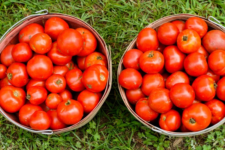 MeriHyokyPhoto-SPFM-0124